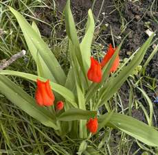 Tulpe-3.JPG